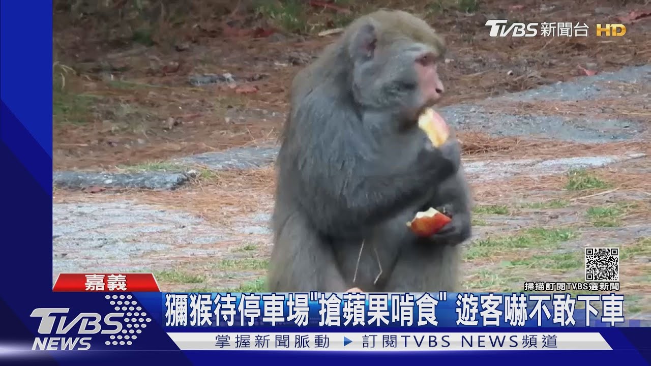 獼猴蹲點停車場「搶蘋果啃食」　遊客嚇到不敢下車