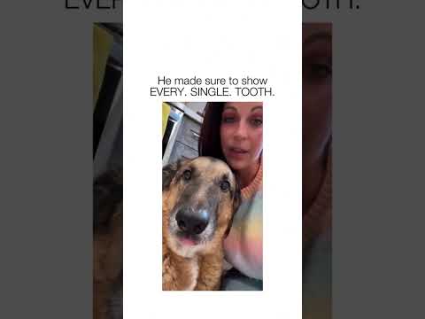 Funny and cute dogs compilation#cute#doglover#doglife#cure#dogshorts#pet#doglife#dogshorts