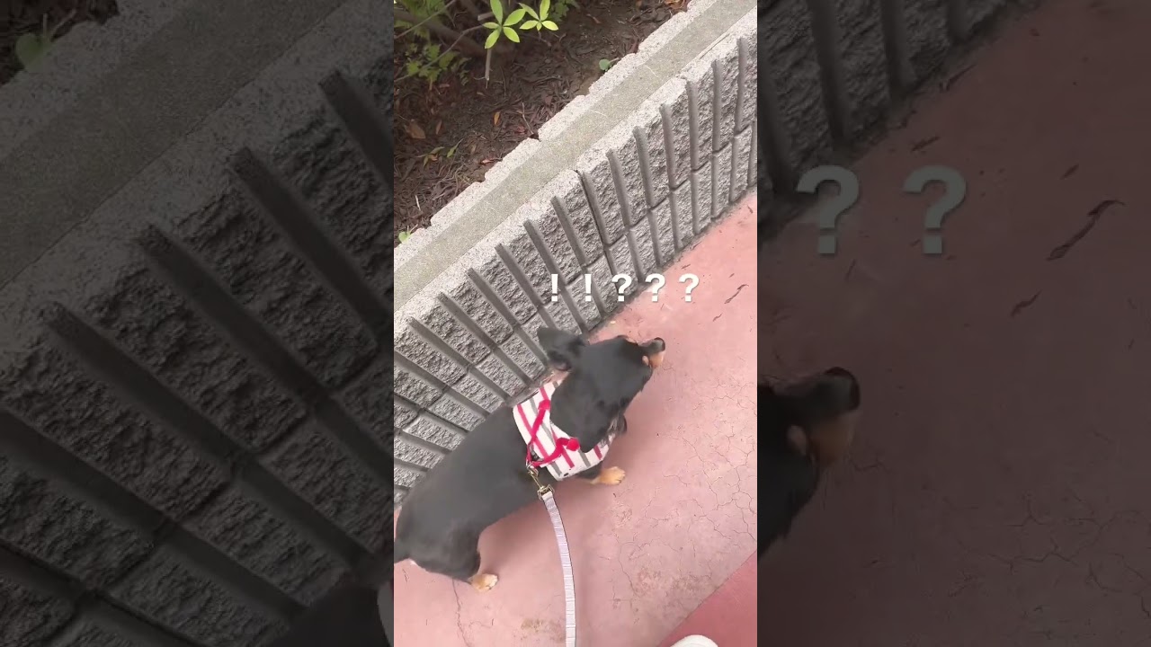 犬嫌いな犬の散歩🐾