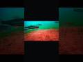 Video Thumbnail for Rainbow trout #icefishing #troutfishing #shorts