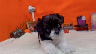 ハーフ犬の動画01