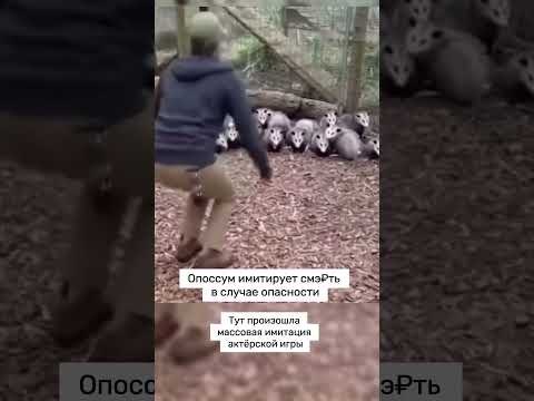 Опоссумы ч2 #юмор #милота #мило #опоссум #животные #смешно #смех #shortvideo #shorts #short #video