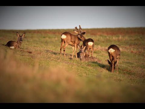 Das Rehwild ganz privat - der etwas andere Blick ins Revier - Sozialverhalten beim Reh