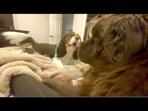 Cavalier taunts giant Newfie into chaotic roughhousing session