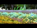 Victoria General Hospital Miracle Garden Virtual Tour