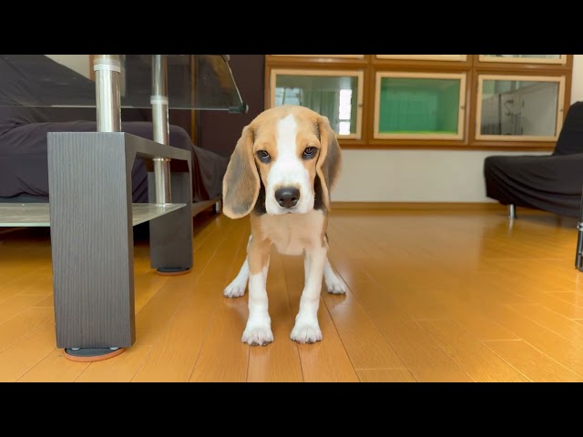 (子犬) 犬種:ビーグル 男の子 ブリーダー マロニエケンネル MARRONNIER KENNEL k3751の画像