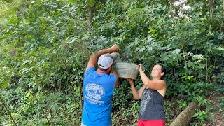 Know Your Wild Plants || Pickin’ & Preservin’ Elderberries || July 2025