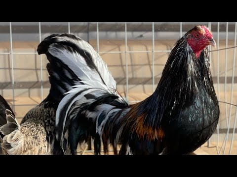 California 🇺🇸 Beautiful Black Blue Grey SPARTAN FARM - Beautiful Birds