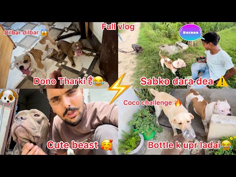 Sikandar ne sabhi bccho ko dra dea😱coco challenge every dog 😂||full vlog @faujikennel9294