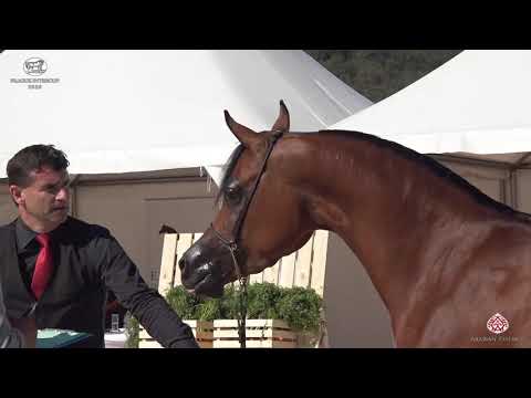 N 42 EVER ESSENCE WHA   Prague 2020   Intercup   4 6 Years Old Mares Class 7