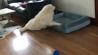 Video preview image #1 Great Pyrenees Puppy For Sale in Spring, TX, USA
