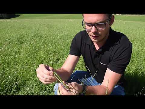 Maschinenring Feldtage - Nachsaat Versuch Teil 2