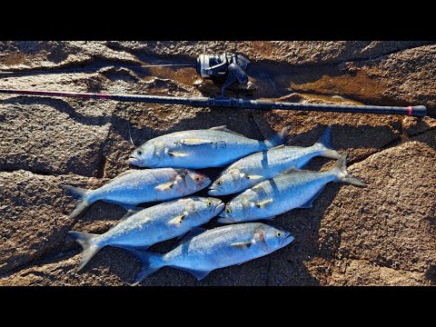 SOLO ROCK FISHING  -  TAILOR TIME