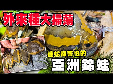 花狹口蛙飼養