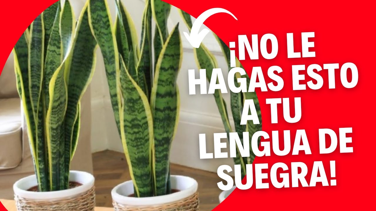 ¡NO le hagas esto a tu LENGUA de SUEGRA! | Cuidados Sansevieria trifasciata