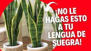 ¡NO le hagas esto a tu LENGUA de SUEGRA! | Cuidados Sansevieria trifasciata