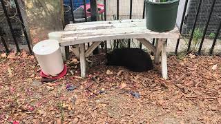 Feeding Stray Cats😺 Stray Cat Trying to Sleep While a Camera is Staring at Him