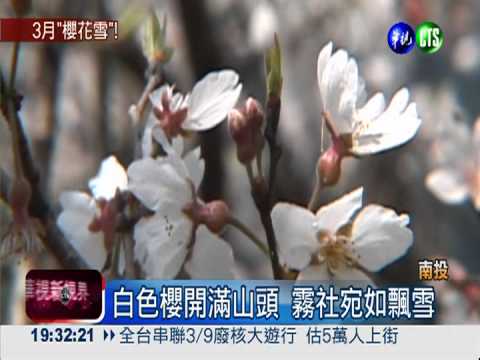 白色櫻綻放 霧社山頭"飄雪"了!