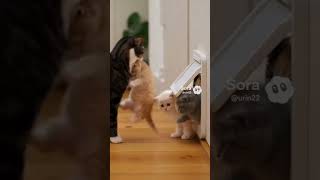 猫用ドアが子猫で大渋滞→先住猫が交通整理するもまた詰まる【子猫｜AIアニメ】