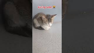 Download lagu Kucing yang sedih #kucing #anakkucing #kitten #cat #sadcat #sadkitten #kucingsedih #sedih mp3 Download lagu Kucing yang sedih #kucing #anakkucing #kitten #cat #sadcat #sadkitten #kucingsedih #sedih mp3