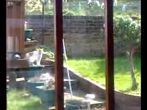 Teddy, Ziggy and Tango