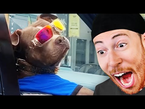 Try Not to Laugh at GENIUS Animal Videos