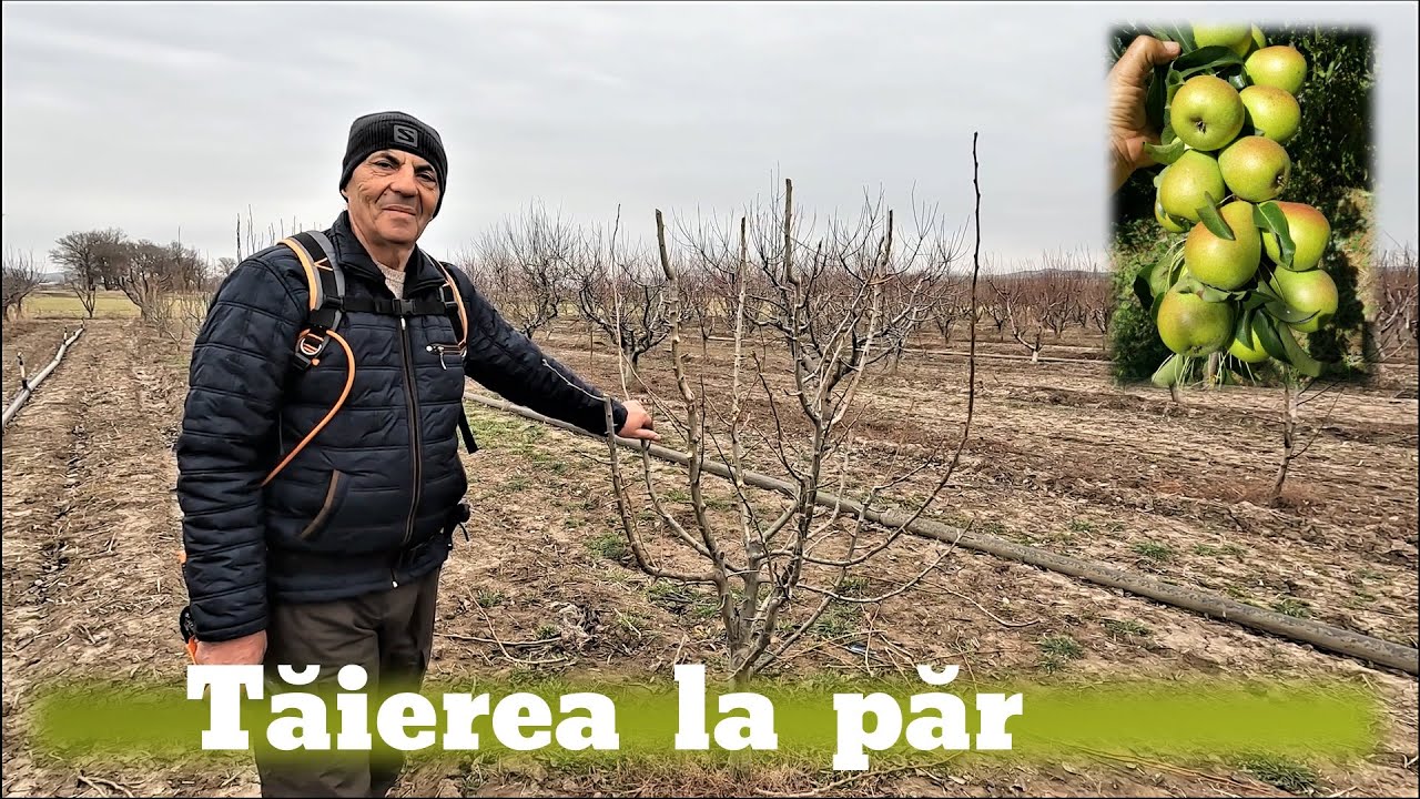 T?ierea la P?r