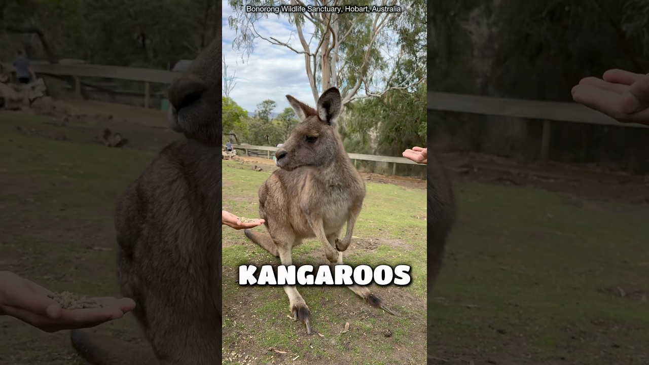 YouTube Short thumbnail