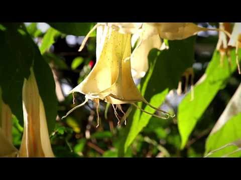 African Bees Pollinating a Poisonous Angel's Trumpet in Kenya (HD)