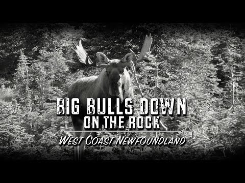 Big Bulls Down on The Rock (TEASER)
