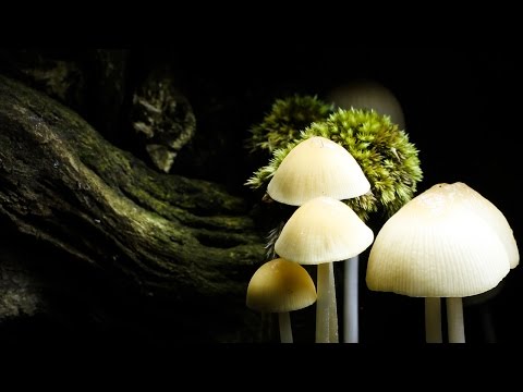 Time Lapse: Mushroom Growing!