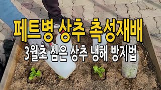 재활용 페트병 상추 촉성재배법 / 3월초 상추의 냉해를 막아주고 빠른 성장을 도와준다.