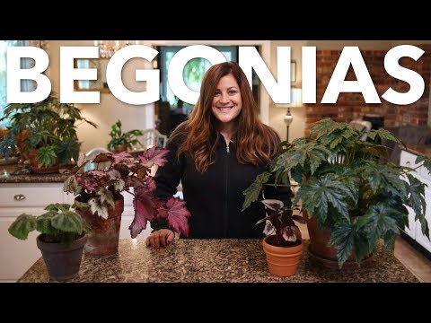 image-Can begonias be planted in borders?