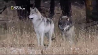 ENIGMA ~ Smell of Desire