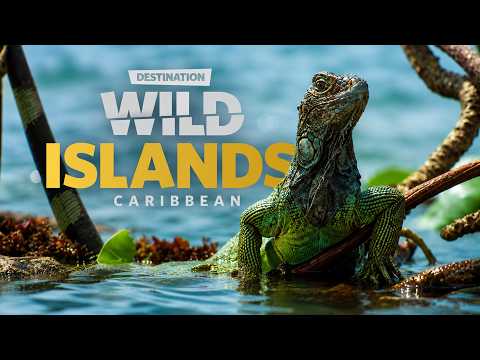 Wild Islands: Caribbean: The Jewel of the Tropics