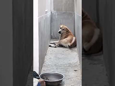 @krishik6549  🐕🐕🐶🐶