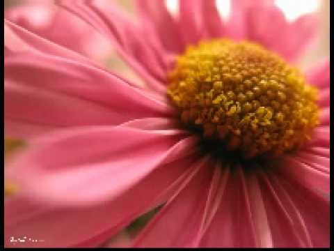 Ivona - How deep is your love