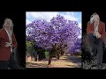 Clip Jacaranda trees