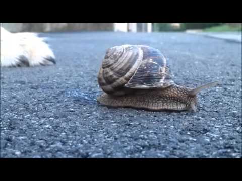 Lukin lumachina rock