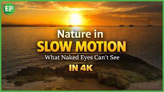 Nature in Slow Motion – What Naked Eyes Can’t See in the Animal Kingdom | Documentary movie