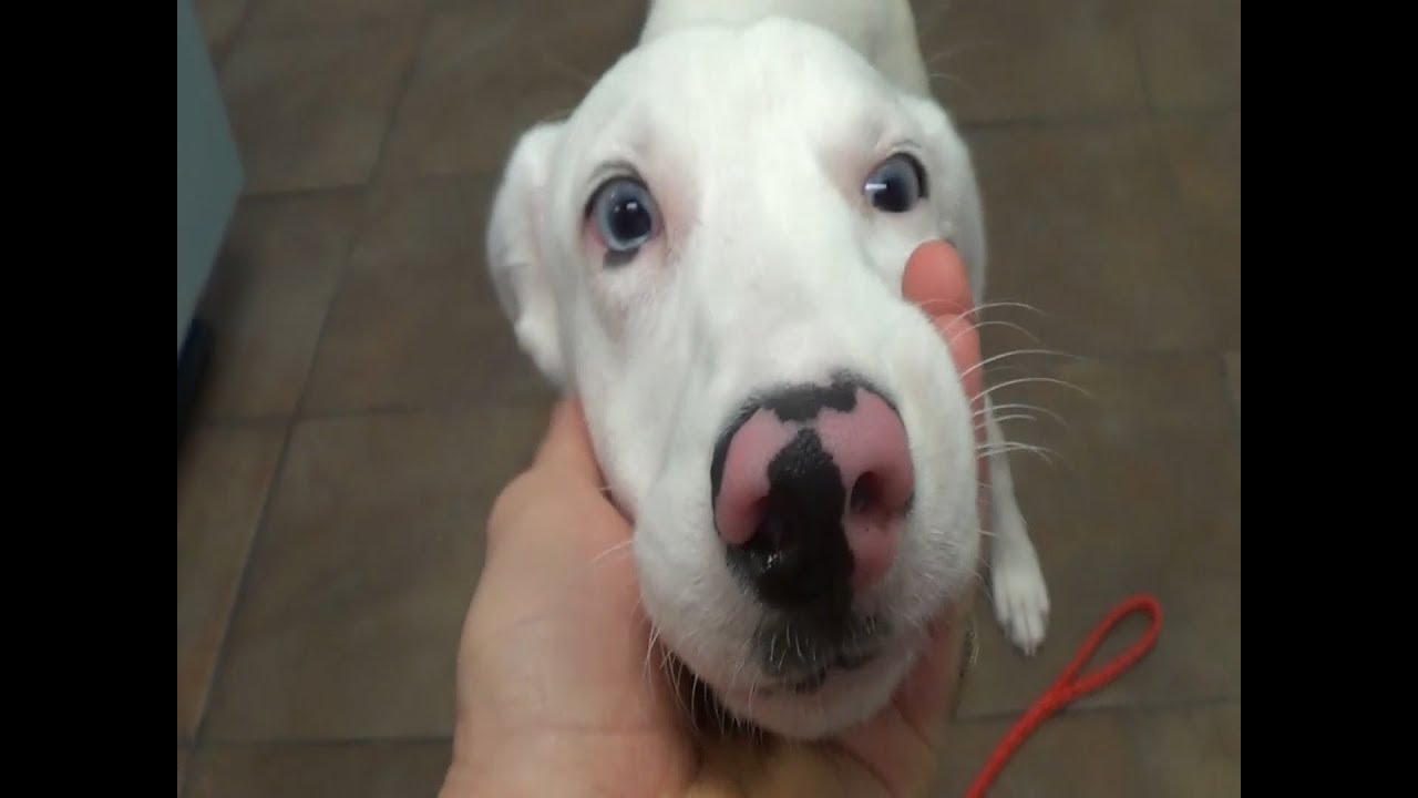 Look At This Pups Leg!