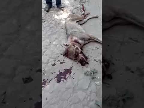 Гург дар дехаи Зардолу Вахдат