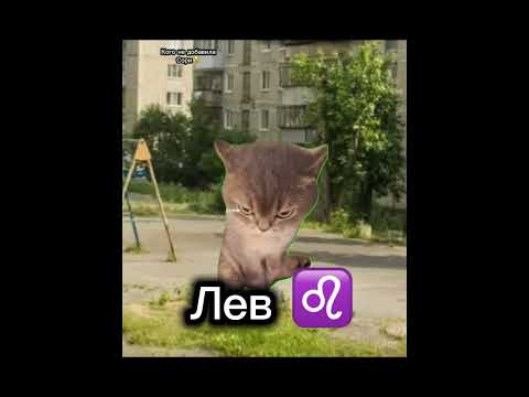 Скоро лето!❤️😸 #мемныекоты #пустьзалетит #нетхейту #жиза #подпишись #хзчтоснимать #скоролето