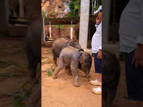 ඒ අහිංසක පැටව් #rahathungeadaviya #gosingawanaarana #travel