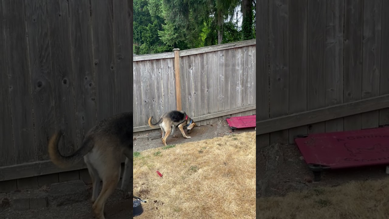 Enlarge Ace, a Adoptable mixed breed in Woodinville, WA video 6/6