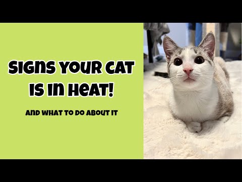 Is Your Cat In Heat? And What To Do About It!