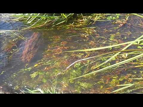 si fuera barko de papel, korreria por la kuneta de kasa