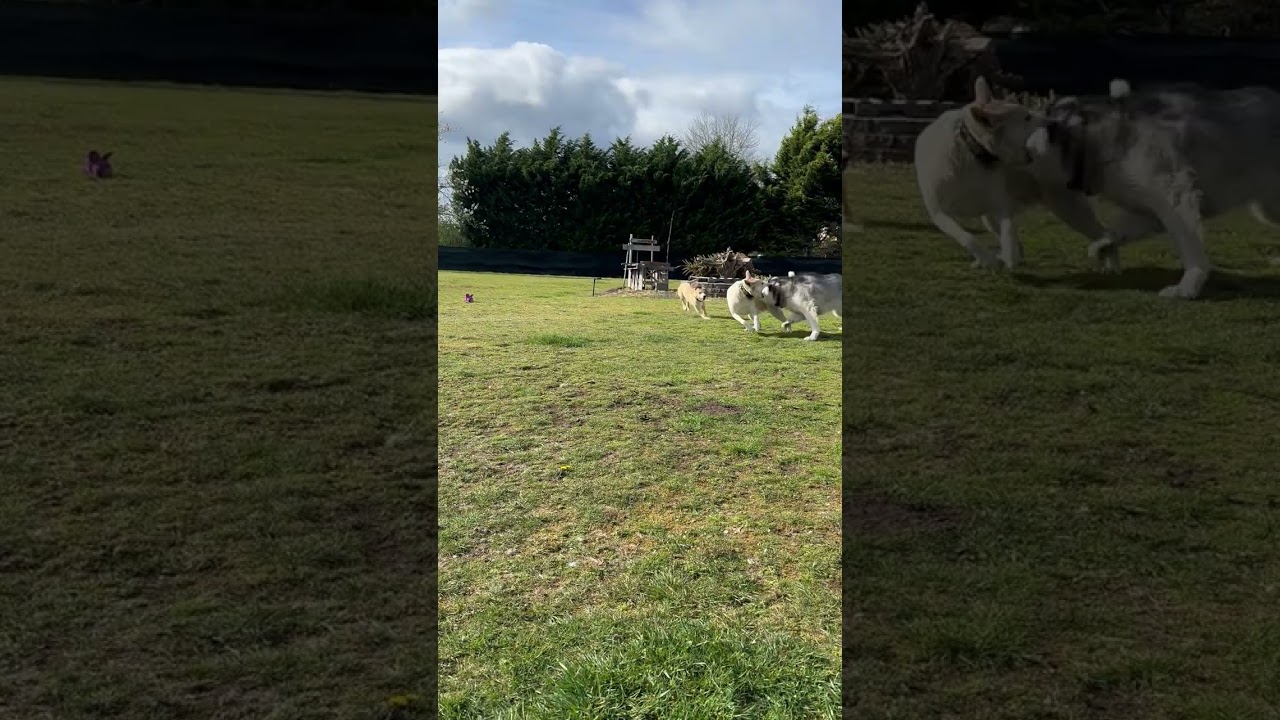 Enlarge Goldie, a ADOPTABLE mixed breed in Olympia, WA video 2/3