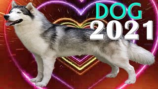 Dog Horoscope 2021 | Born 1934, 1946, 1958, 1970, 1982, 1994, 2006, 2018