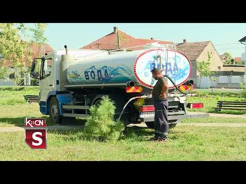 Zalivanje mladih drvoreda u Šidu
